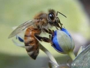 昆虫记美文美句摘抄 昆虫记美文美句摘抄