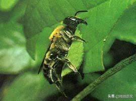 昆虫记美文美句摘抄 昆虫记美文美句摘抄