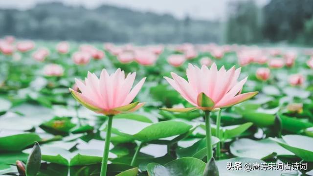 每个季节的美好的句子 每个季节的美好的句子