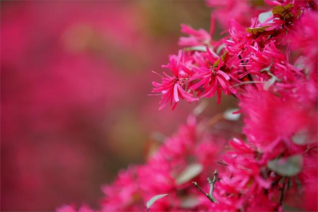 花开的季节优美的句子歌词 花开的季节优美的句子歌词