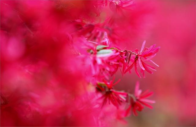 花开的季节优美的句子歌词 花开的季节优美的句子歌词