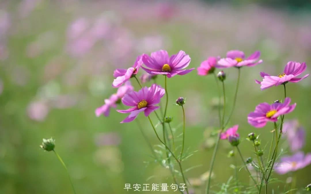 又到春暖花开的季节的句子_(春天花开发朋友圈的句子)