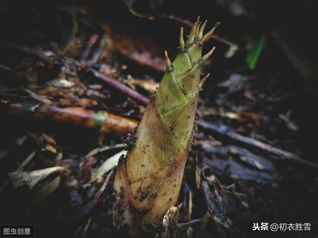 描写樱桃收获季节的优美句子 描写樱桃收获季节的优美句子