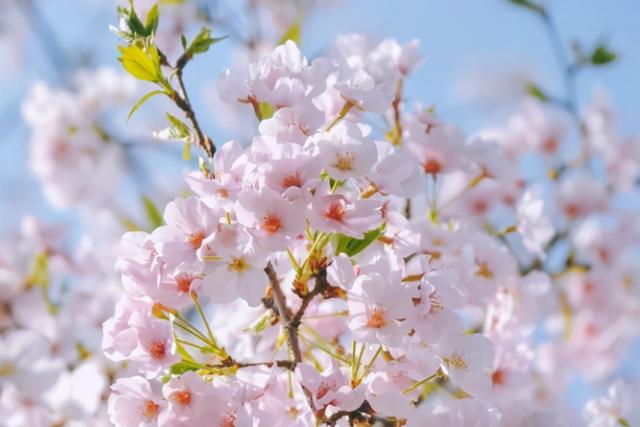 春暖花开的季节句子 春暖花开的季节句子
