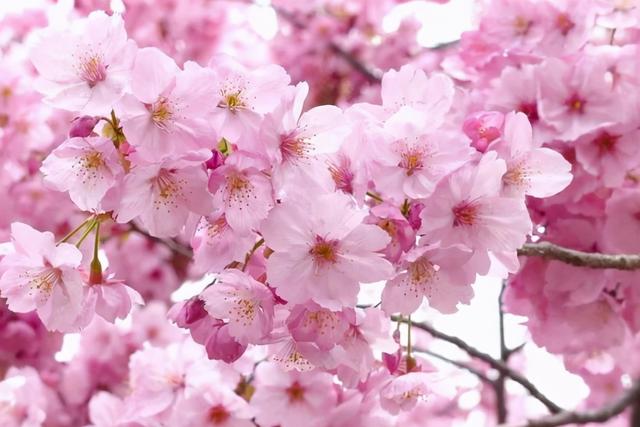 春暖花开的季节句子 春暖花开的季节句子