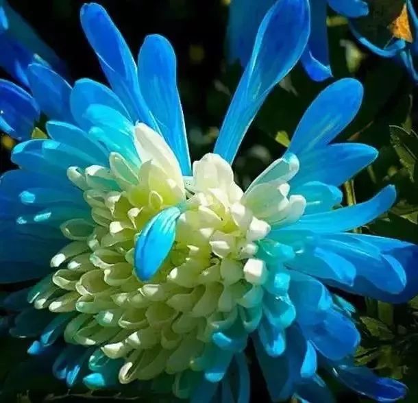 根据季节描写花的句子超优美_(描写花的句子 超优美200字)