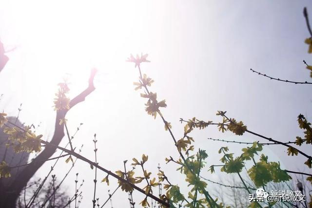 太阳、大风、寒鸟、曲桥,冬天的精短美文,每一篇都是一幅画