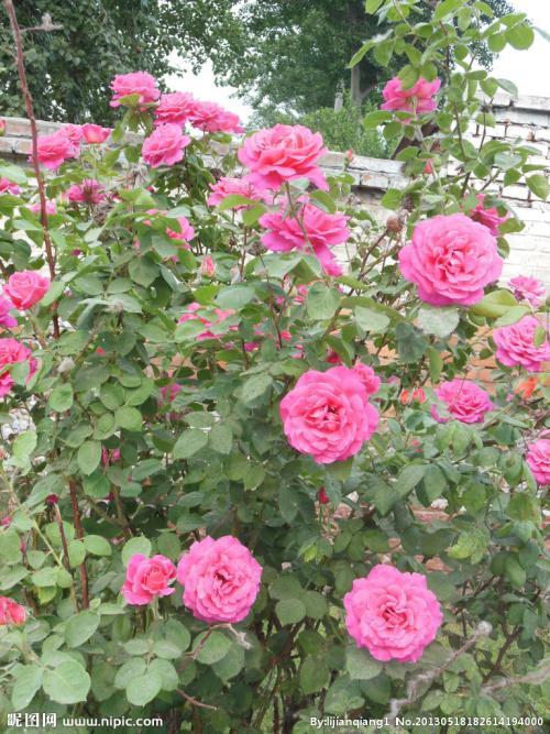 五月季节描写句子大全 五月季节描写句子大全