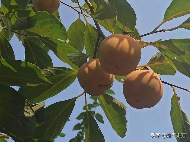 秋天是令人向往的季节写句子 秋天是令人向往的季节写句子