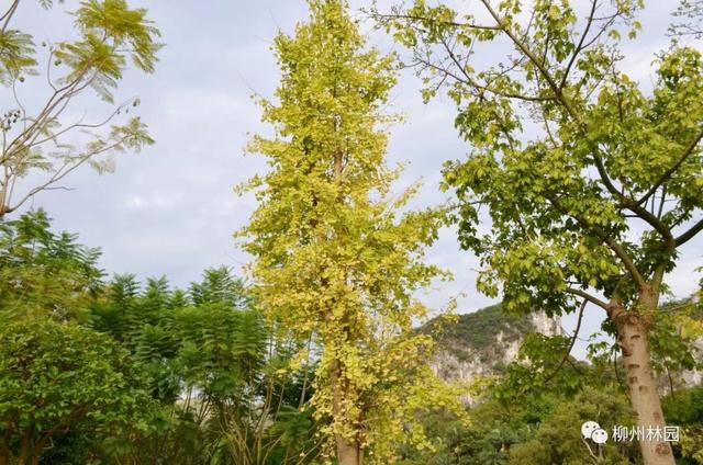 季节变化对植物的影响句子 季节变化对植物的影响句子