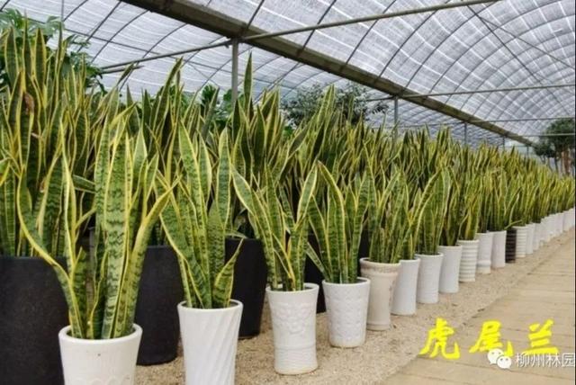 季节变化对植物的影响句子 季节变化对植物的影响句子