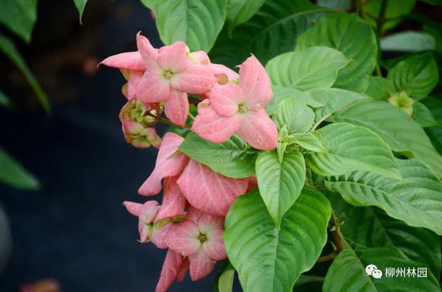 季节变化对植物的影响句子 季节变化对植物的影响句子
