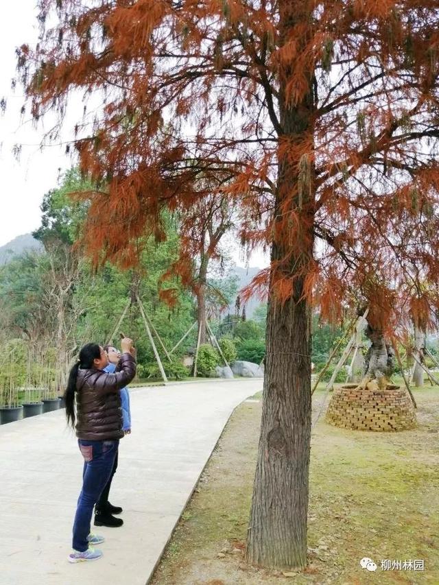 季节变化对植物的影响句子 季节变化对植物的影响句子