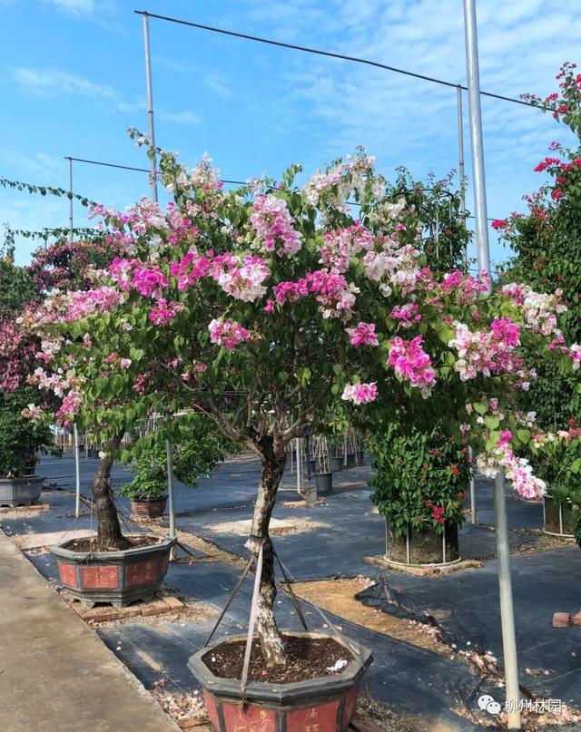 季节变化对植物的影响句子 季节变化对植物的影响句子