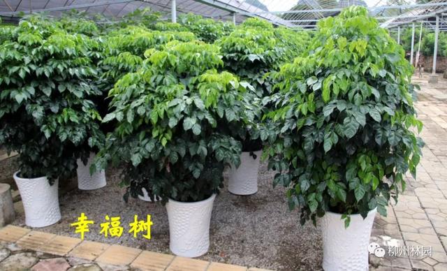 季节变化对植物的影响句子 季节变化对植物的影响句子