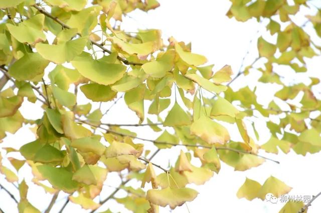 季节变化对植物的影响句子 季节变化对植物的影响句子