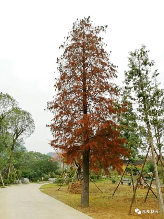 季节变化对植物的影响句子 季节变化对植物的影响句子