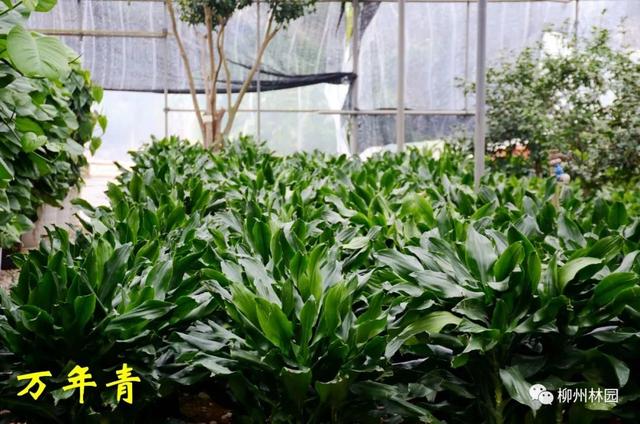 季节变化对植物的影响句子 季节变化对植物的影响句子