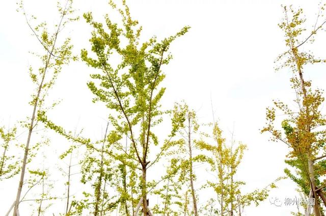 季节变化对植物的影响句子 季节变化对植物的影响句子