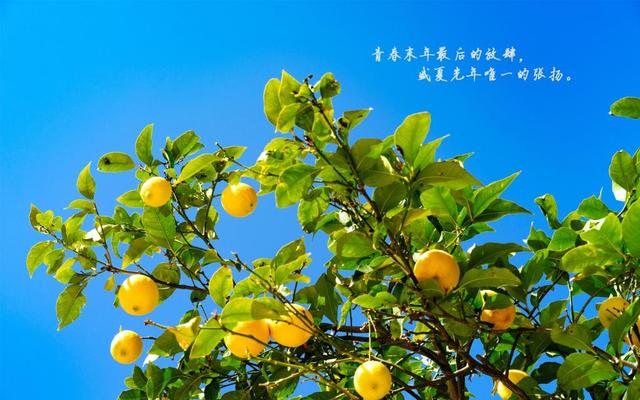 季节句子迷佳句欣赏 季节句子迷佳句欣赏