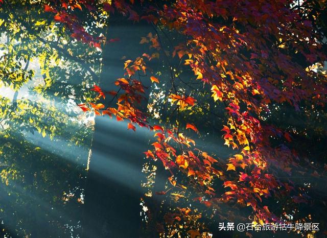 秋天是个丰收的季节围绕这句话写句子 秋天是个丰收的季节围绕这句话写句子