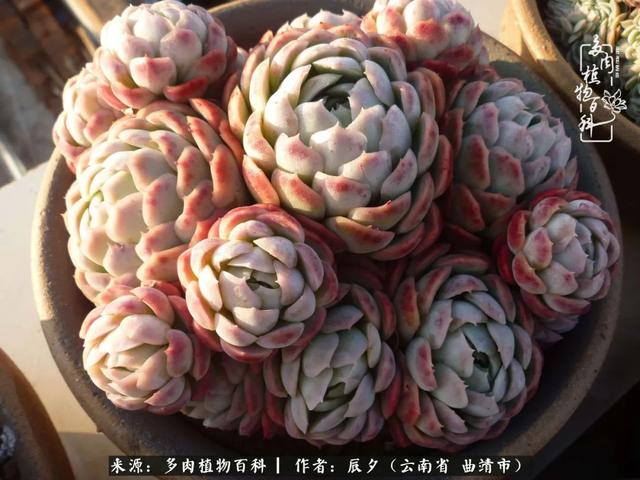 多肉美文美句唯美简短 多肉美文美句唯美简短