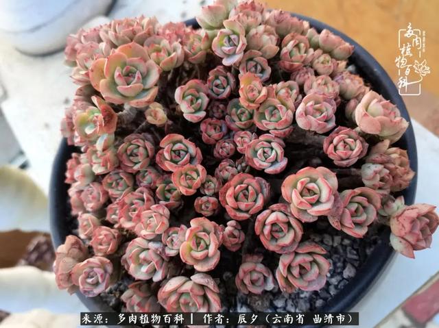 多肉美文美句唯美简短 多肉美文美句唯美简短