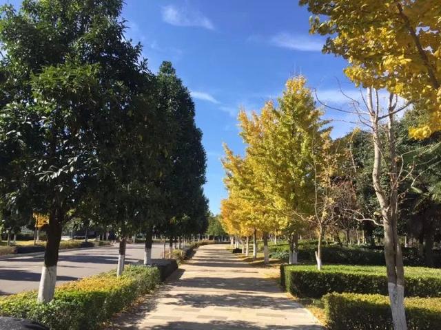绿树红花艳阳天 大雪节气昆明暖暖的