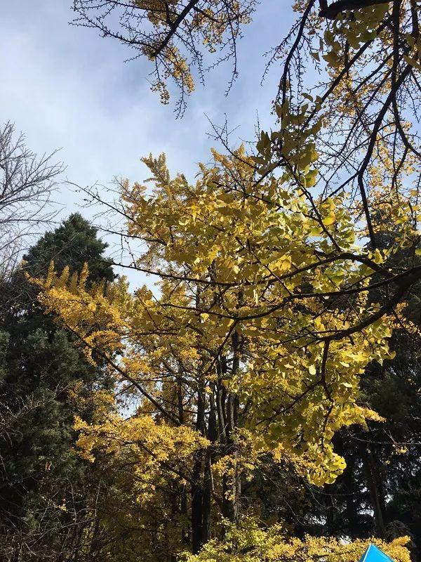 绿树红花艳阳天 大雪节气昆明暖暖的