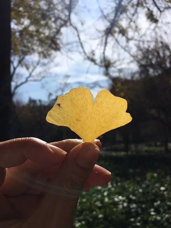 绿树红花艳阳天 大雪节气昆明暖暖的