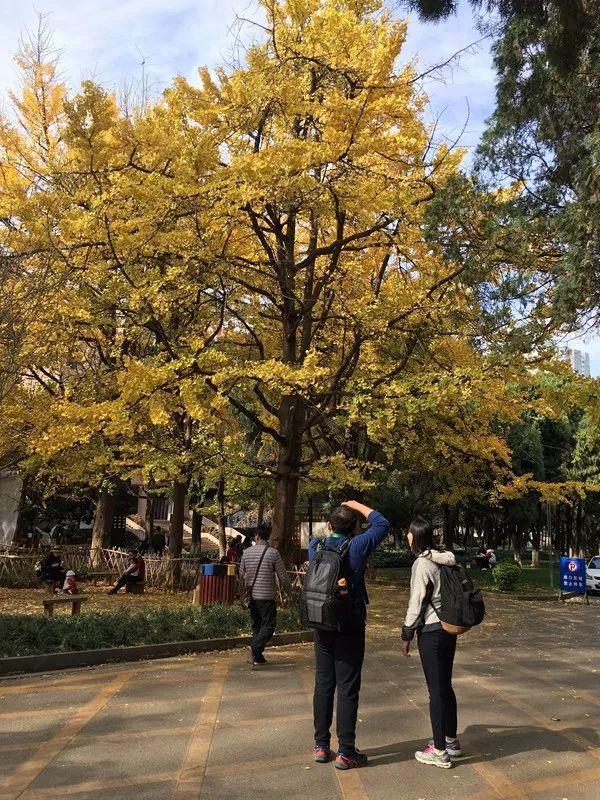 绿树红花艳阳天 大雪节气昆明暖暖的