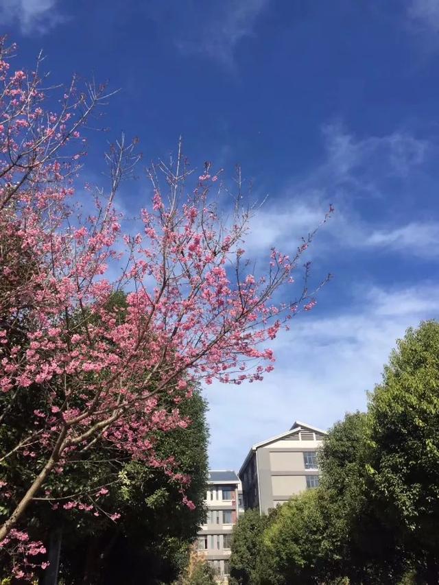 绿树红花艳阳天 大雪节气昆明暖暖的