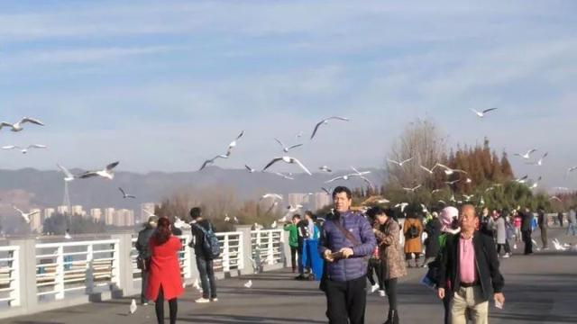 绿树红花艳阳天 大雪节气昆明暖暖的