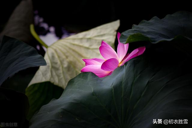赞美花的词语和句子 赞美花的词语和句子