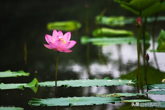 赞美花的词语和句子 赞美花的词语和句子