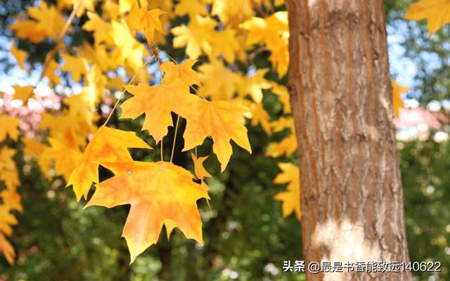 秋天的赞美句子比喻 秋天的赞美句子比喻