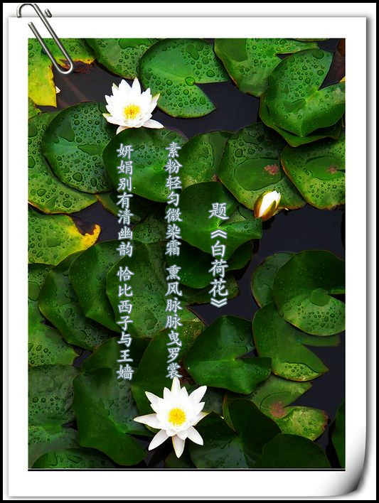 赞美诗句写得好的句子【优美的句子经典优美语句摘抄】