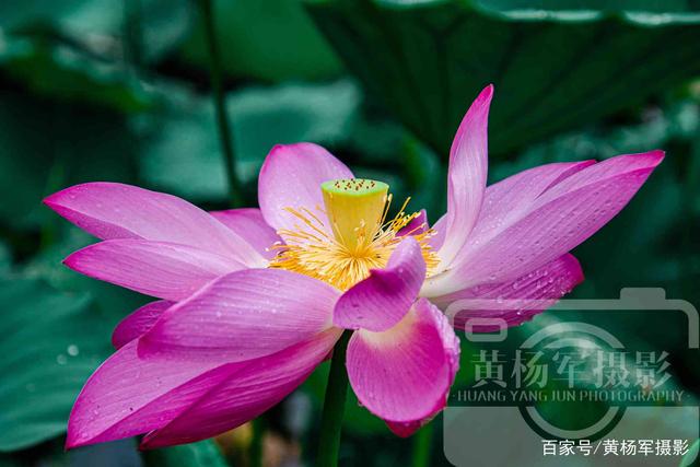 夏天赞美花的句子大全_(夏天的花的诗句)