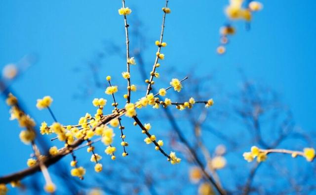 赞美花草的唯美句子100字 赞美花草的唯美句子100字