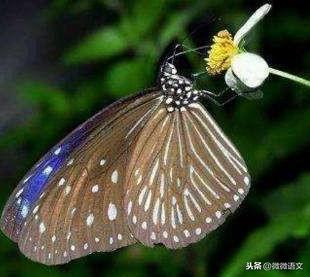 昆虫记美文美句摘抄 昆虫记美文美句摘抄