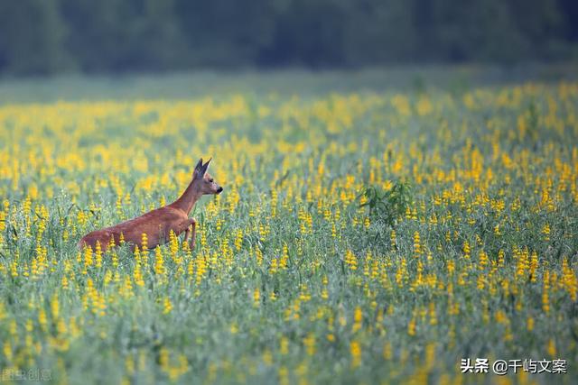 每日励志正能量分享，挑一句话来激励自己