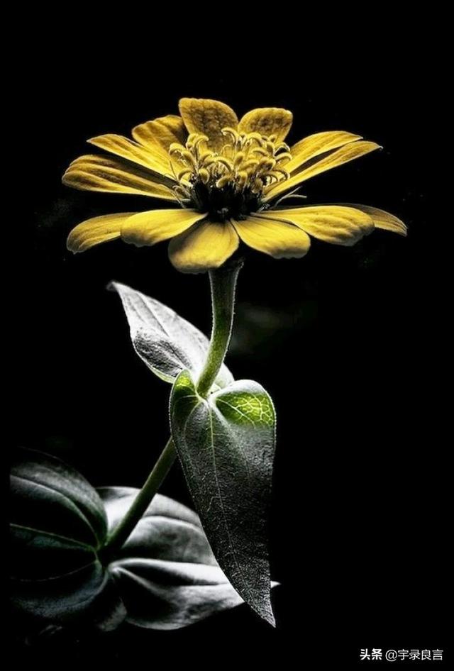 励志走心的句子，学习向日葵，做一个积极吸收正能量的人，早安