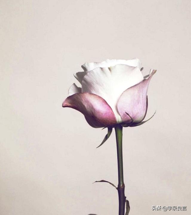 励志走心的句子，学习向日葵，做一个积极吸收正能量的人，早安