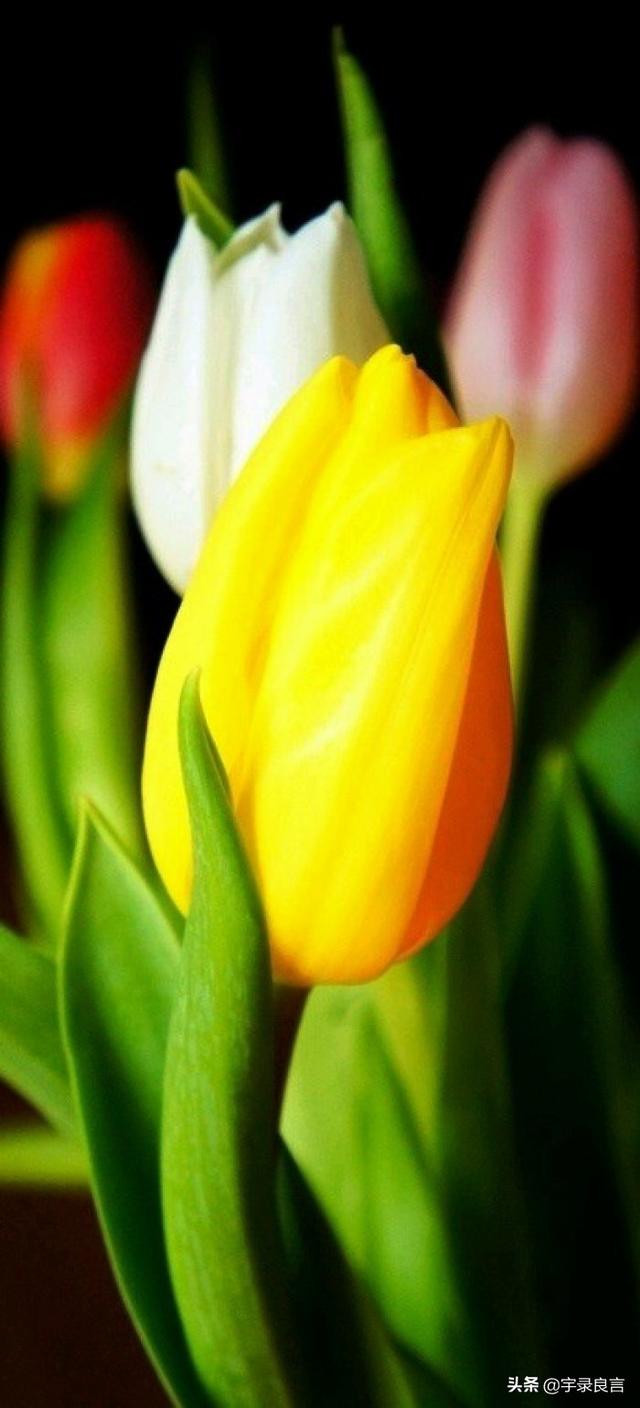 励志走心的句子，学习向日葵，做一个积极吸收正能量的人，早安