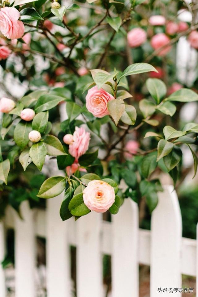励志走心的句子，学习向日葵，做一个积极吸收正能量的人，早安
