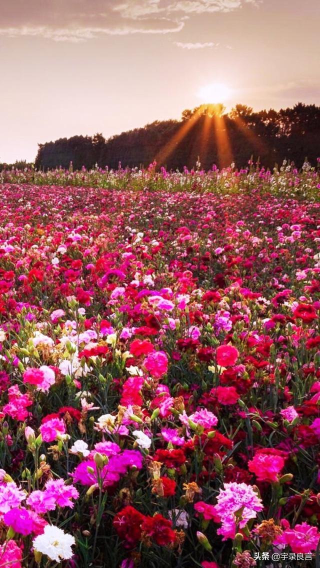 励志走心的句子，学习向日葵，做一个积极吸收正能量的人，早安