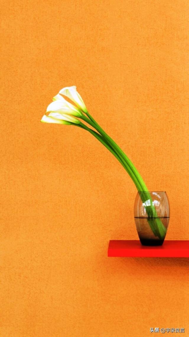 励志走心的句子，学习向日葵，做一个积极吸收正能量的人，早安