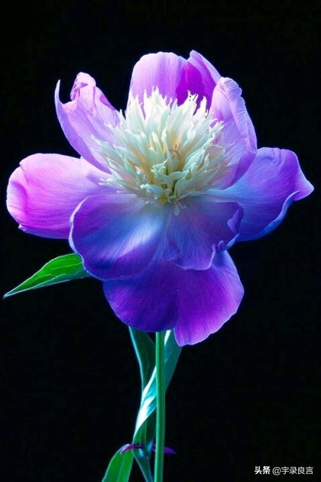 励志走心的句子，学习向日葵，做一个积极吸收正能量的人，早安