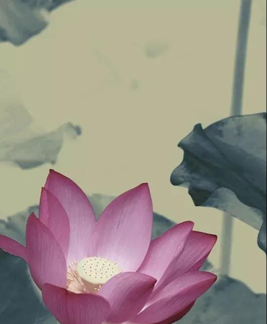 感恩父母的句子诗经 感恩父母的句子诗经