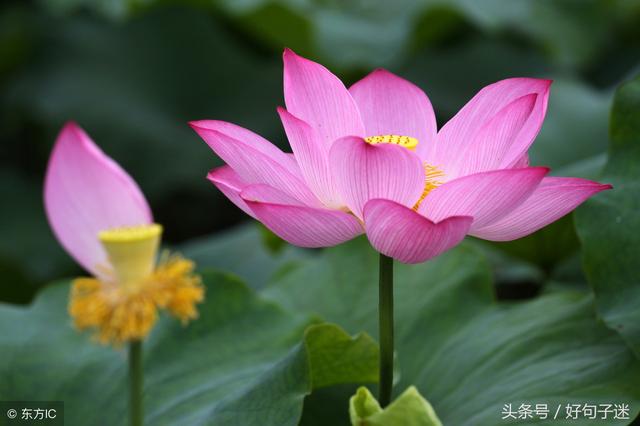 十句古人励志经典：气如兰兮长不改，心若兰兮终不移